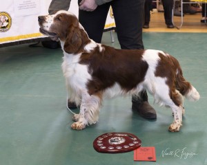 Sp Beginners  Dog